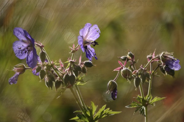 Meadow cranesbill, July, Germany