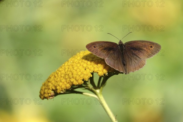 Meadow Brown on a plant in the garden, July, Germany