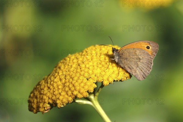 Butterfly (Meadow Brown), July, Germany
