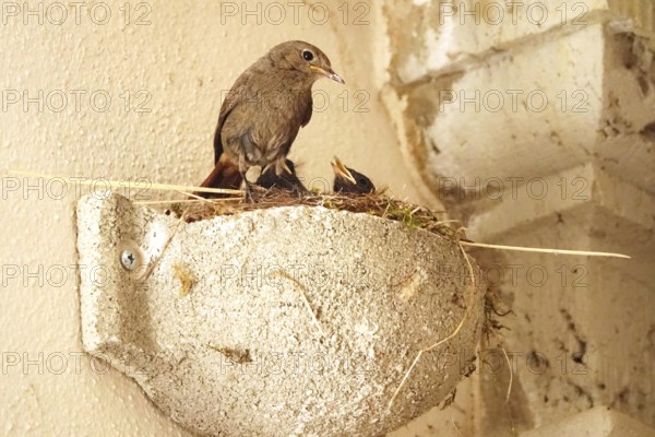 Redstart with offspring, July, Germany