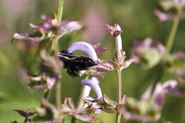 Wood bee, July, Germany