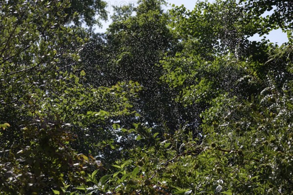 Irrigation of trees in summer, Germany