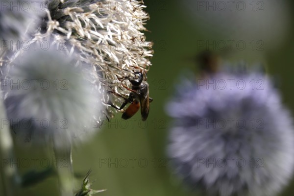 Grasshopper sand wasp, July, Germany