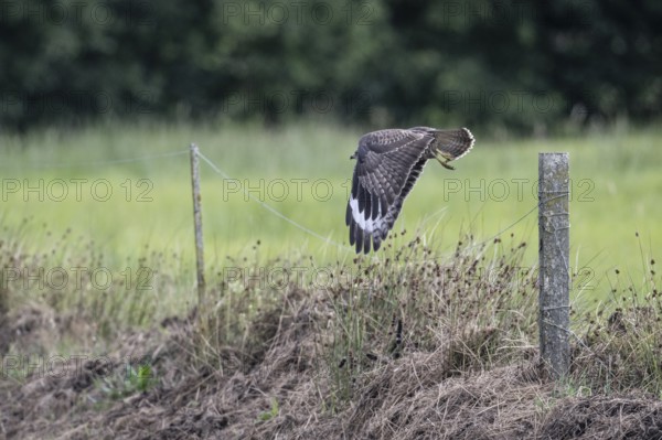 Common buzzard (Buteo buteo), flying, Emsland, Lower Saxony, Germany