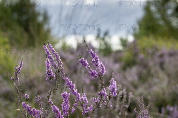 Heather (Calluna vulgaris), Emsland, Lower Saxony, Germany
