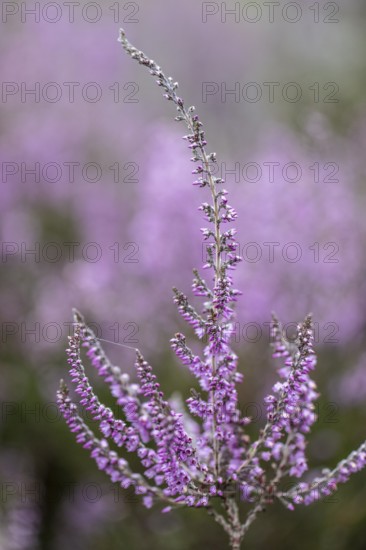 Heather (Calluna vulgaris), Emsland, Lower Saxony, Germany