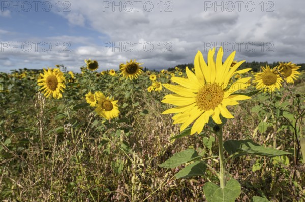Sunflowers (Helianthus annuus), Emsland, Lower Saxony, Germany