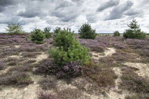 Heathland (Calluna vulgaris), Emsland, Lower Saxony, Germany