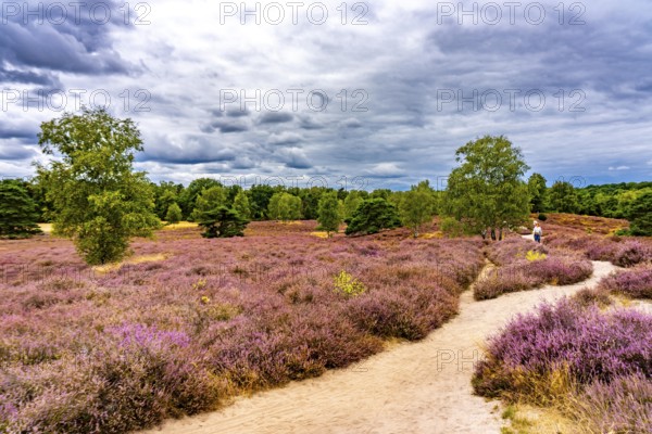 Westruper Heide, in the Hohe Mark Westmünsterland nature park Park, near Haltern am See, heather blossom, North Rhine-Westphalia, Germany