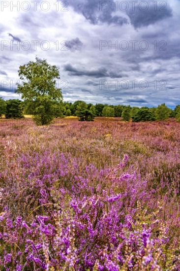 Westruper Heide, in the Hohe Mark Westmünsterland nature park Park, near Haltern am See, heather blossom, North Rhine-Westphalia, Germany