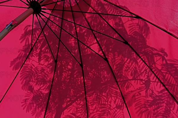 Red parasol with shade cast by a silk tree (Albizia julibrissin), Bavaria, Germany