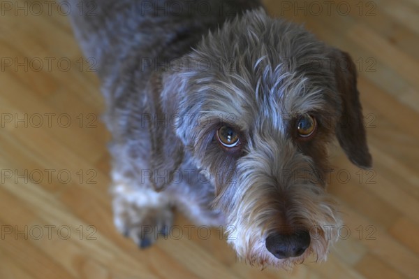 Portrait of a rough-haired dachshund (Canis lupus familiaris), Baden-Württemberg, Germany