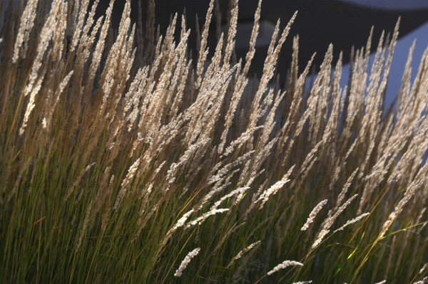 Ornamental grasses (Poaceae) in a park, Baden-Württemberg, Germany