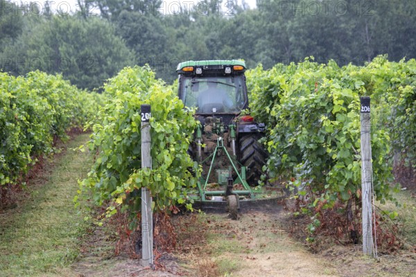 Berrien Springs, Michigan - Durling a light rain storm, a farmer mows between rows of grapes on a farm in southwest Michigan