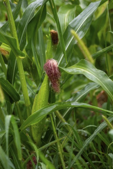 New Troy, Michigan - Corn growing in a farmer's field in southwest Michigan