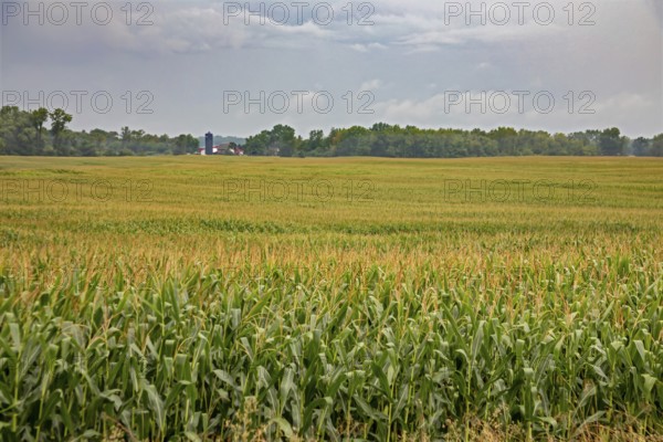 New Troy, Michigan - Corn growing in a farmer's field in southwest Michigan