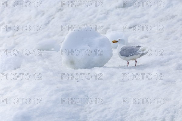 Alkefjellet, Spitsbergen, Svalbard