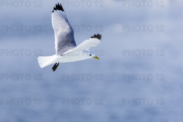 Black-legged kittiwake (Rissa tridactyla) flying over water, Faksevagen, Spitsbergen, Svalbard