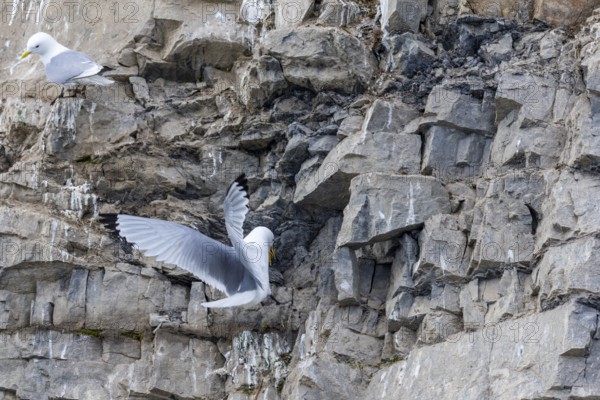 Group of kittiwakes (Rissa tridactyla) in a field wall, nesting sites, Mushamna, Spitsbergen, Svalbard