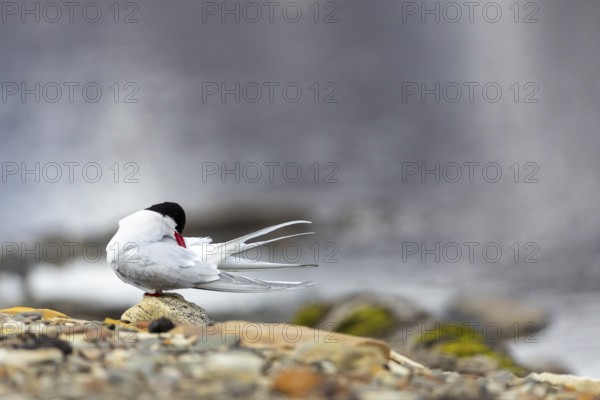 Arctic Arctic Tern (Sterna paradisaea) preening its plumage, Terns (Sterninae), Longyearbyen, Svalbard, Spitsbergen