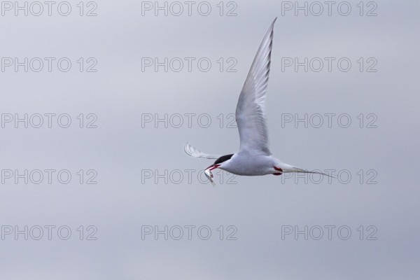 Arctic Arctic Tern (Sterna paradisaea) flying with fish in its beak, Terns (Sterninae), Longyearbyen, Spitsbergen, Svalbard