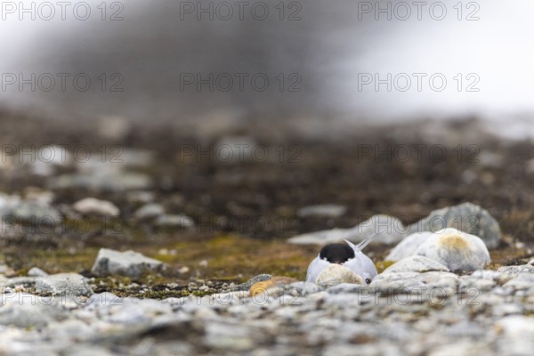 Arctic Arctic Tern (Sterna paradisaea) breeds in the gravel bed, Terns (Sterninae), Gravnesodden, Spitsbergen, Svalbard