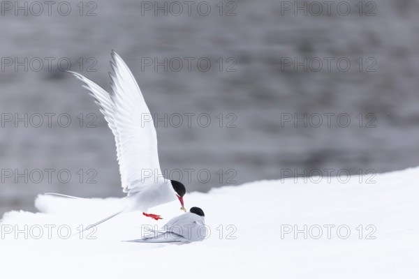 Arctic Arctic Tern (Sterna paradisaea), pair feeding, bridal gift, snow, Terns (Sterninae), Muchinsonfjord, Spitsbergen, Svalbard