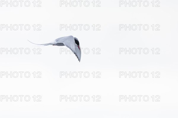 Arctic Arctic Tern (Sterna paradisaea) in flight, Terns (Sterninae), Muchinsonfjord, Spitsbergen, Svalbard
