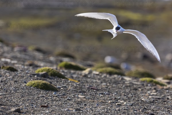 Arctic Arctic Tern (Sterna paradisaea) in flight, Terns (Sterninae), Longyearbyen, Spitsbergen, Svalbard
