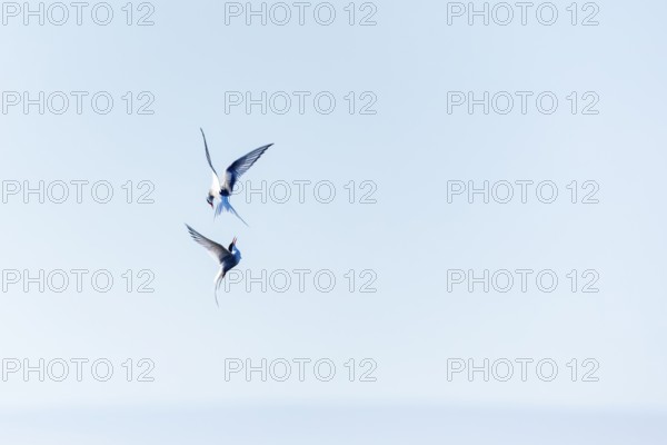 Two Arctic Terns (Sterna paradisaea) in flight, Terns (Sterninae), Longyearbyen, Spitsbergen, Svalbard
