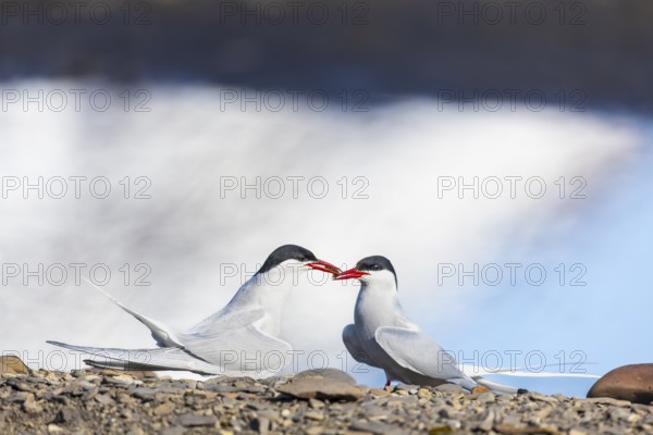 Arctic Arctic Tern (Sterna paradisaea), pair, food, nuptial gift, terns (Sterninae), gravel ground, rock, Longyearbyen, Svalbard, Spitsbergen