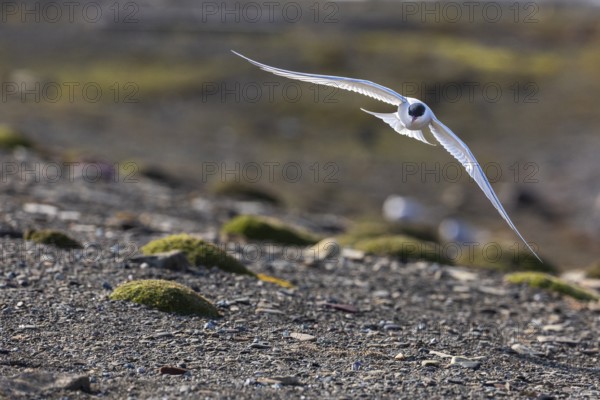 Arctic Arctic Tern (Sterna paradisaea) flying over land, Terns (Sterninae), Longyearbyen, Spitsbergen, Svalbard