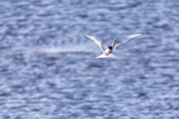 Arctic Arctic Tern (Sterna paradisaea) in shaking flight over water, Terns (Sterninae), Longyearbyen, Spitsbergen, Svalbard
