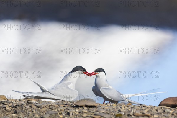 Arctic Arctic Tern (Sterna paradisaea) presents bridal gift, Terns (Sterninae), Longyearbyen, Spitsbergen, Svalbard