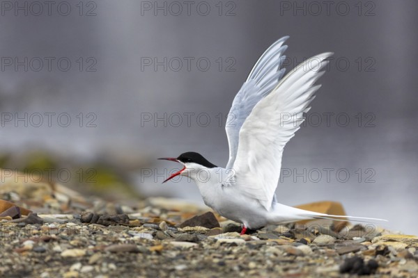Arctic Arctic Tern (Sterna paradisaea) warns with open wings, Terns (Sterninae), Longyearbyen, Spitsbergen, Svalbard