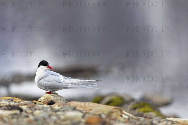 Arctic tern (Sterna paradisaea) sitting on stone, terns (Sterninae), Longyearbyen, Spitsbergen, Svalbard
