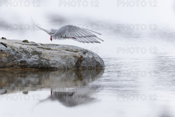 Arctic Arctic Tern (Sterna paradisaea) in flight, Terns (Sterninae), Gravnesodden, Spitsbergen, Svalbard