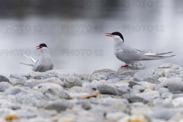 Arctic Arctic Tern (Sterna paradisaea), pair on gravel on the beach, Terns (Sterninae), Gravnesodden, Spitsbergen, Svalbard