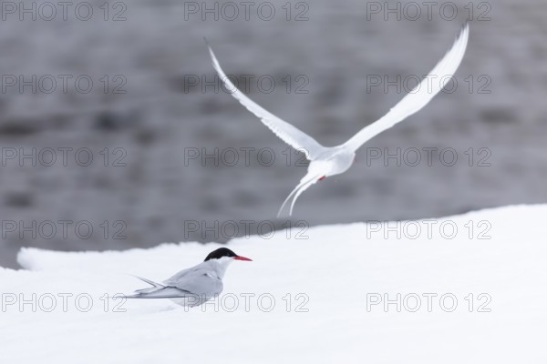 Arctic Arctic Tern (Sterna paradisaea) pair, Terns (Sterninae), Muchinsonfjord, Spitsbergen, Svalbard