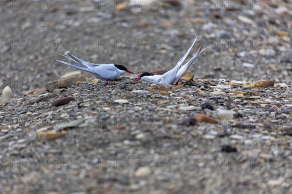 Arctic tern (Sterna paradisaea) building a breeding site, terns (Sterninae), gravel ground, rock, Longyearbyen, Spitsbergen, Svalbard