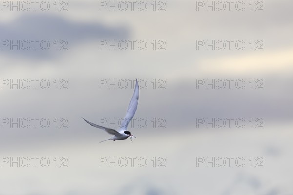 Arctic tern (Sterna paradisaea) in flight, fish in beak, terns (Sterninae), Longyearbyen, Spitsbergen, Svalbard