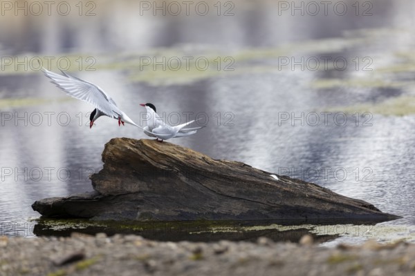 Arctic Arctic Tern (Sterna paradisaea) in flight, pair, food, bridal gift, Terns (Sterninae), gravel ground, rock, Longyearbyen, Svalbard, Spitsbergen