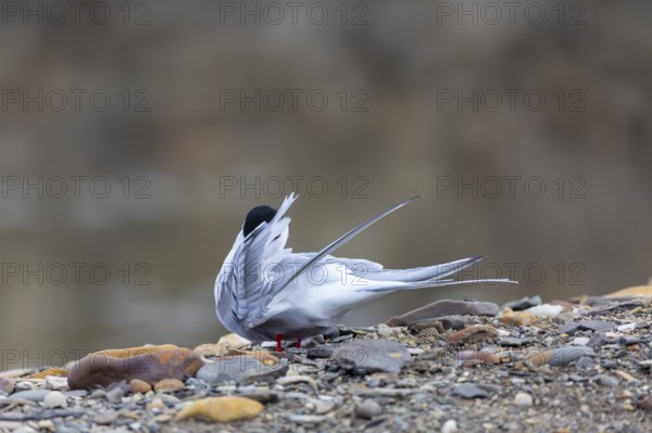 Arctic Arctic Tern (Sterna paradisaea) during plumage care, Terns (Sterninae), gravel ground, rock, Longyearbyen, Spitsbergen, Svalbard