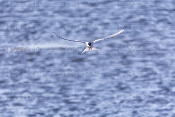 Arctic Arctic Tern (Sterna paradisaea) in a shaking flight to catch fish, Terns (Sterninae), Longyearbyen, Svalbard, Spitsbergen