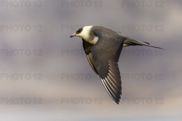 Long-tailed Skua (Stercorarius longicaudus) in flight, Aventdalen, Longyearbyen, Spitsbergen, Svalbard