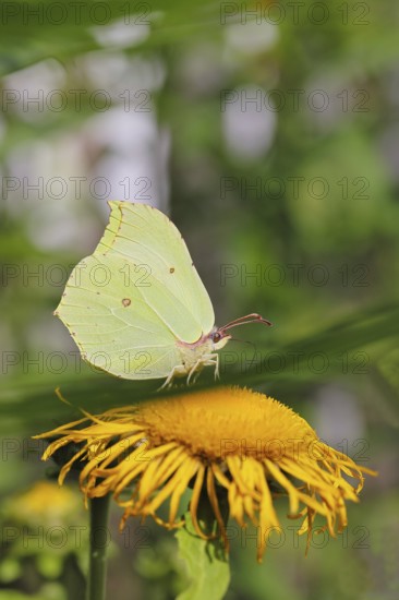 Lemon butterfly (Gonepteryx rhamny) on a yellow flower of a Great Telekie (Telekia speciosa), Wilnsdorf, North Rhine-Westphalia, Germany