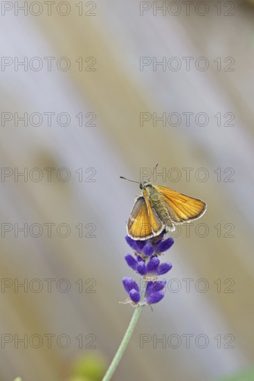 Large skipper (Ochlodes venatus), collecting nectar from a flower of Common lavender (Lavandula angustifolia), close-up, macro photograph, Wilnsdorf, North Rhine-Westphalia, Germany