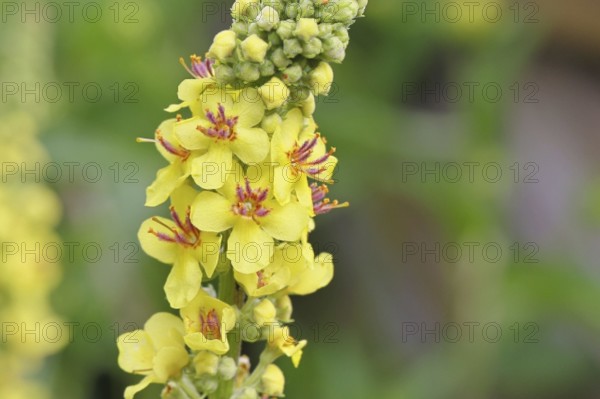 Dark mullein (Verbascum nigrum), flowers, inflorescence, in a natural garden, close-up, Wilnsdorf, North Rhine-Westphalia, Germany