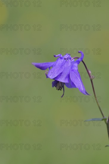 Columbine (Aquilegia vulgaris), blue flower at the edge of a forest, Wilnsdorf, North Rhine-Westphalia, Germany