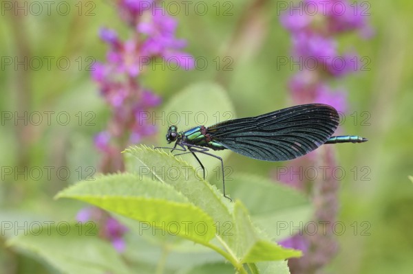Blue-winged damselfly (Calopteryx virgo), male, on a leaf at a garden pond, close-up, Wilnsdorf, North Rhine-Westphalia, Germany